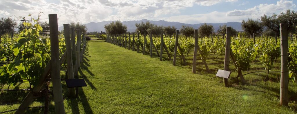 viñedo de bodega en san rafael