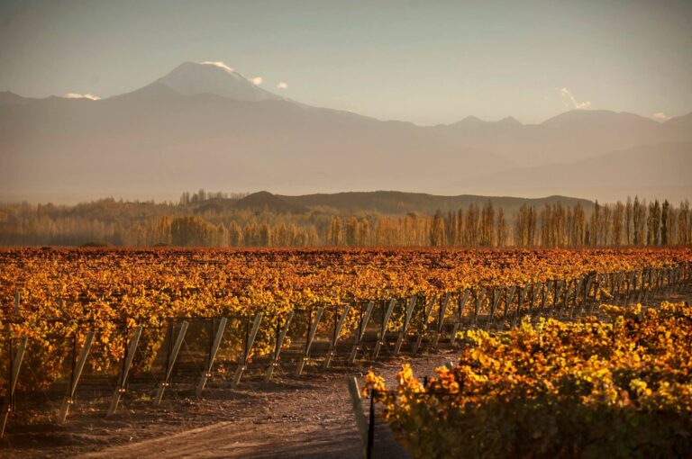bodegas grautitas en mendoza