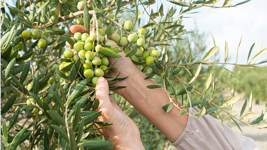 Fábrica de aceite de oliva en mendoza, visita.